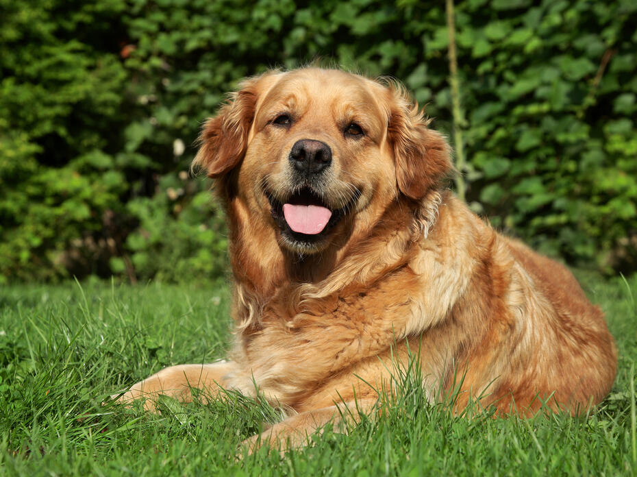 A golden retriever lies on the grass.