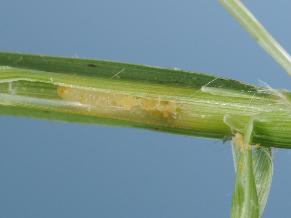 A white larva can be seen inside a peeled back grass stem.
