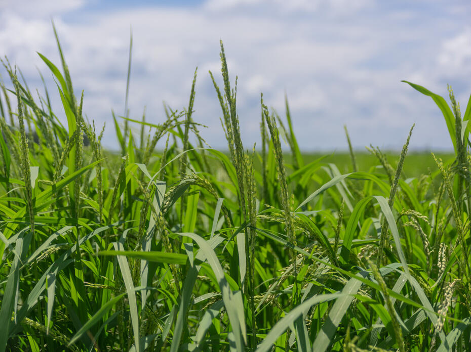 Rice field