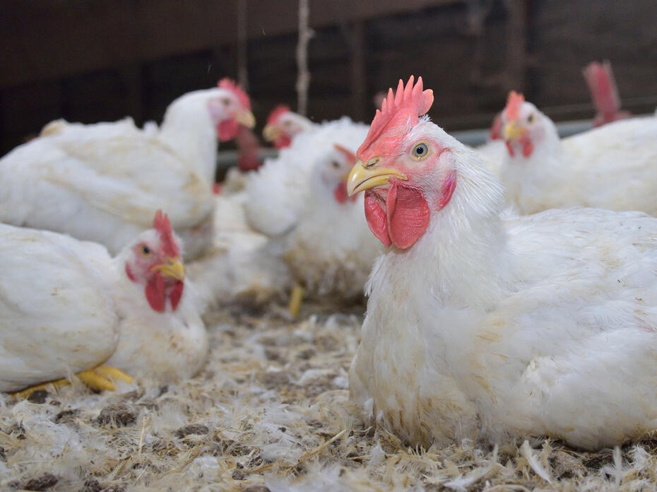 White chickens