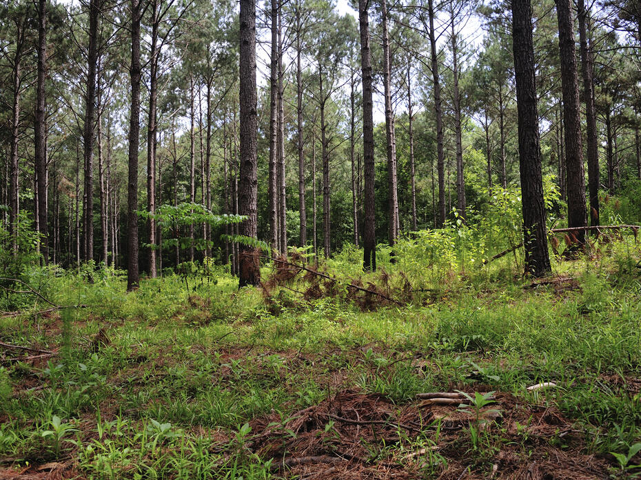 A pine stand has small branches laying on the ground near trees.