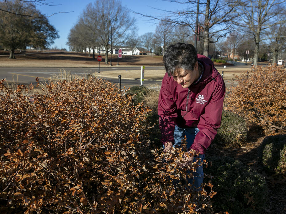 A woman examines some brown bushes in the landscape.