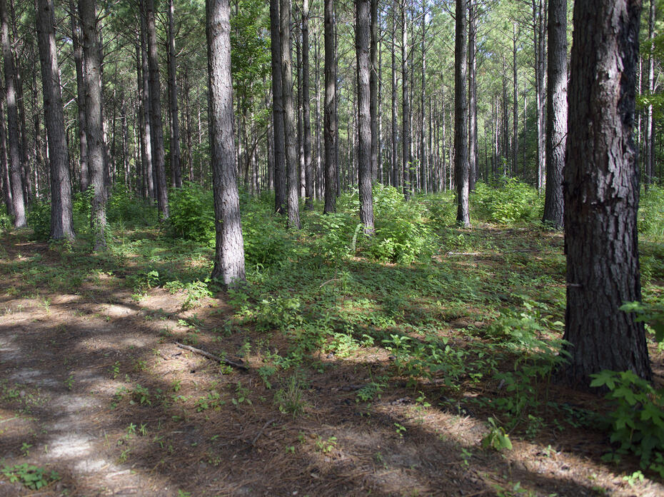A stand of timber.