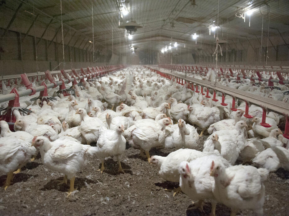 Chickens feed inside of a pullet barn.