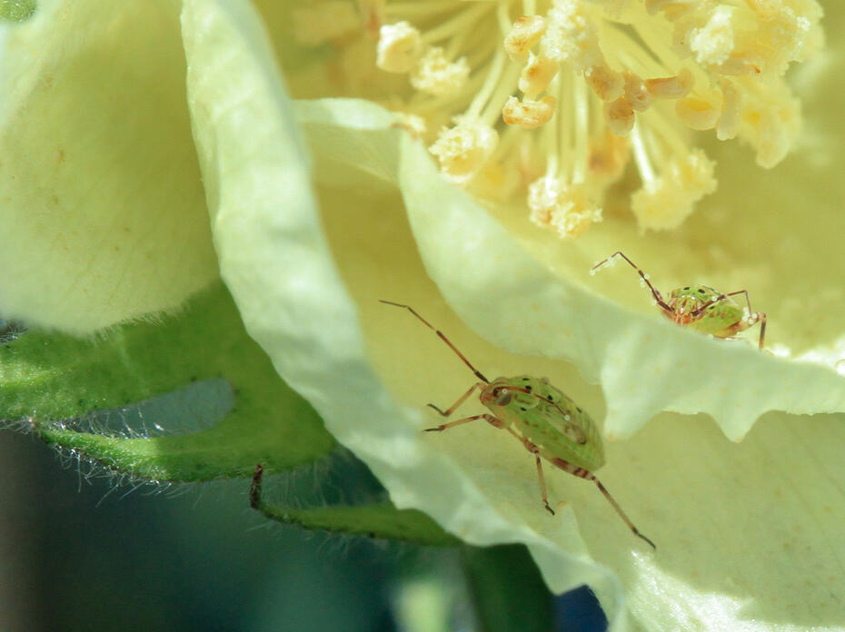 Two green insects rest inside a plant bloom.
