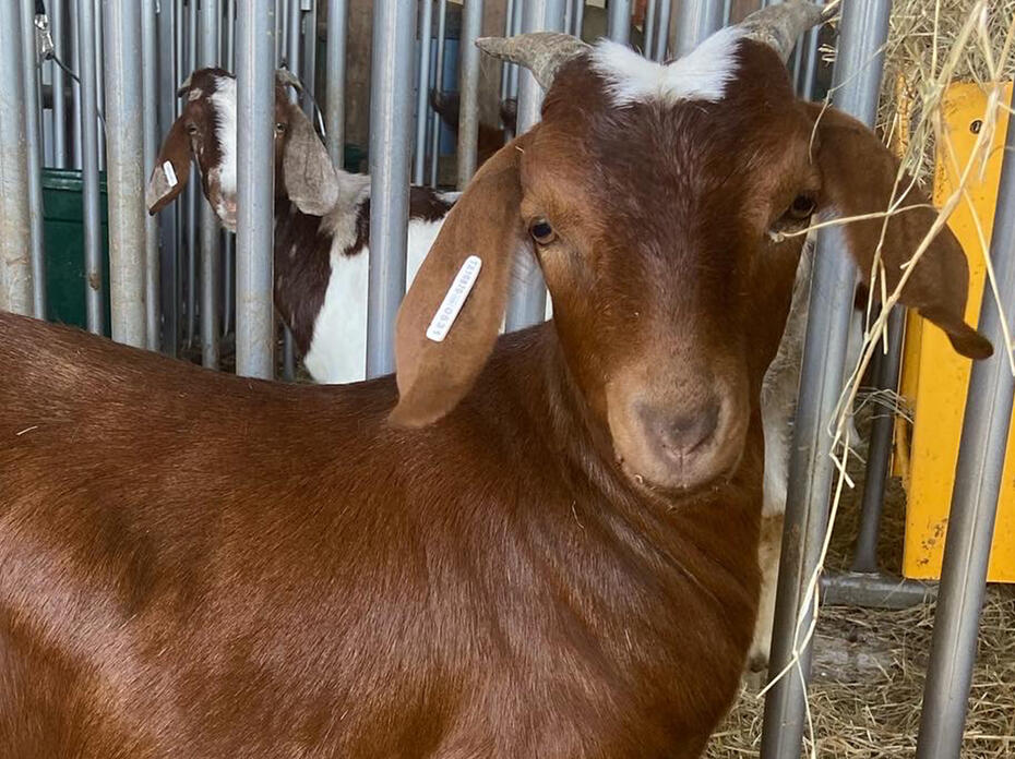 A goat.