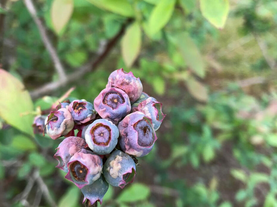 Alt Text: Close-up of freeze-damaged blueberries