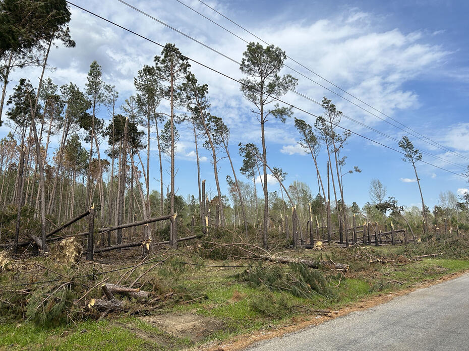 Tornado damaged pine trees.