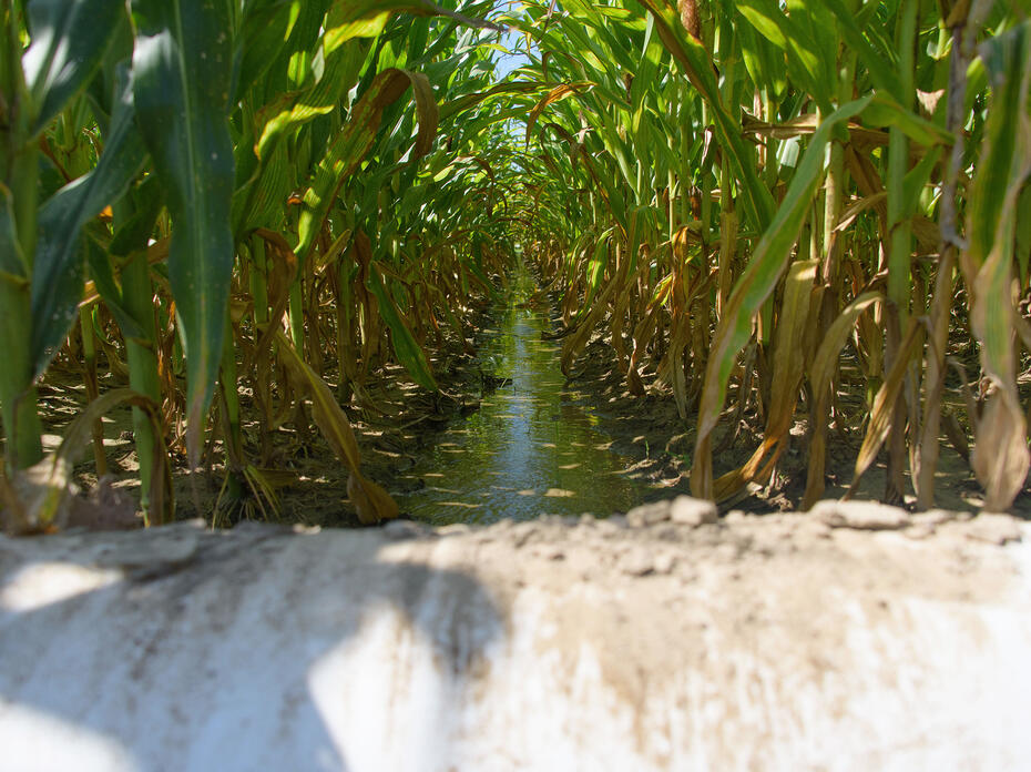 Water stands between corn rows.