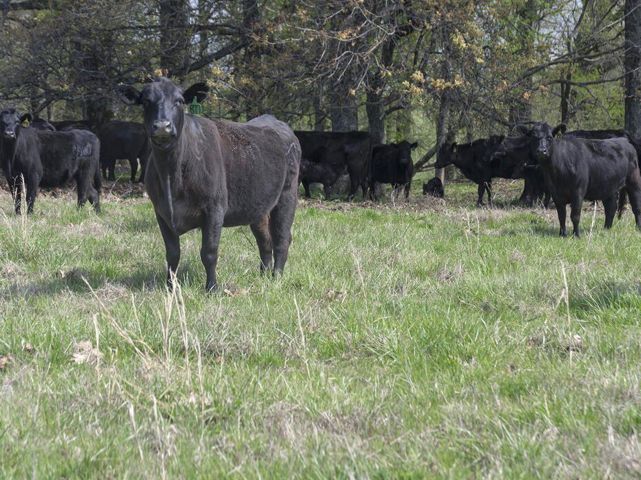 Black cows stand in a herd in a green pasture near trees.