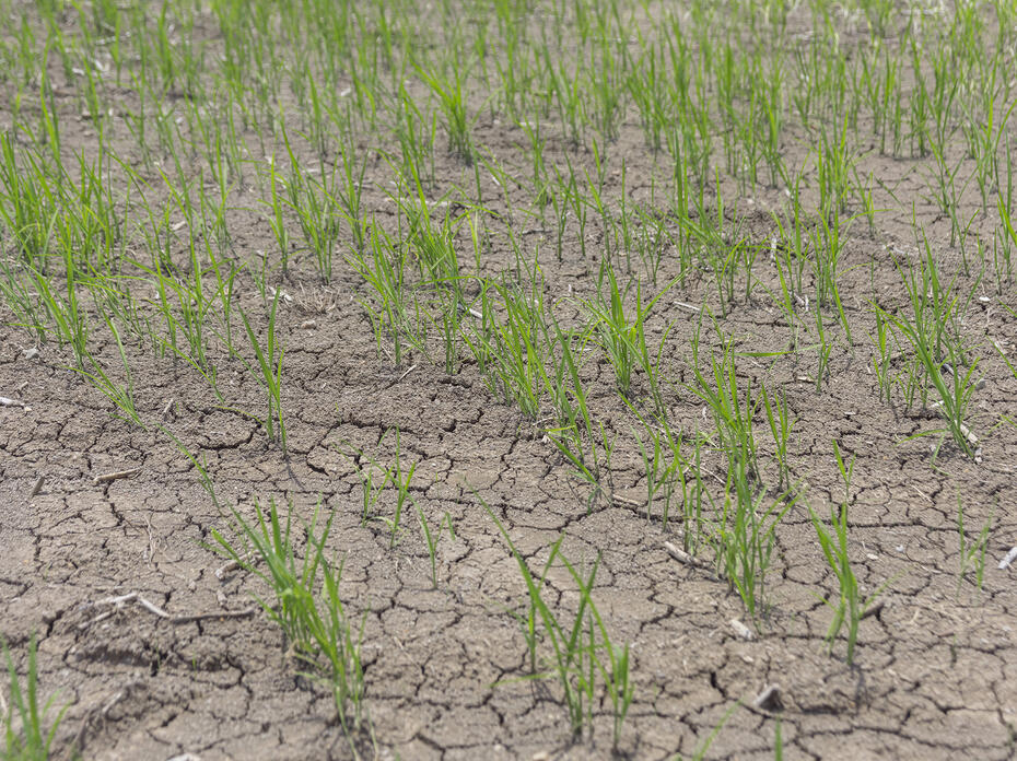 Young rice plants stand in a field.