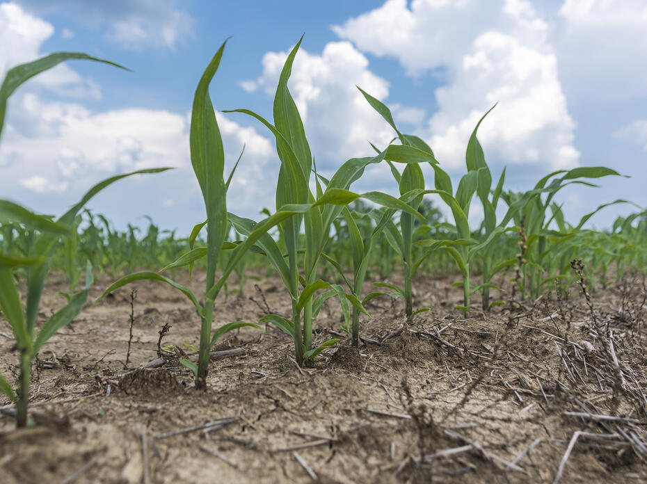 Small corn plants grow in a field.