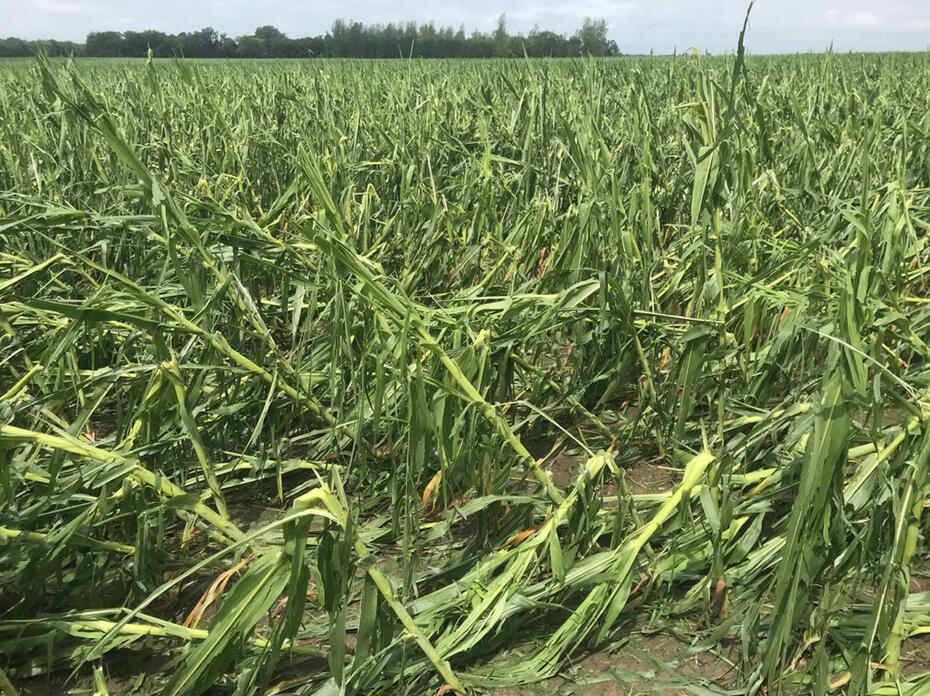  Corn plants snapped by hail and wind damage