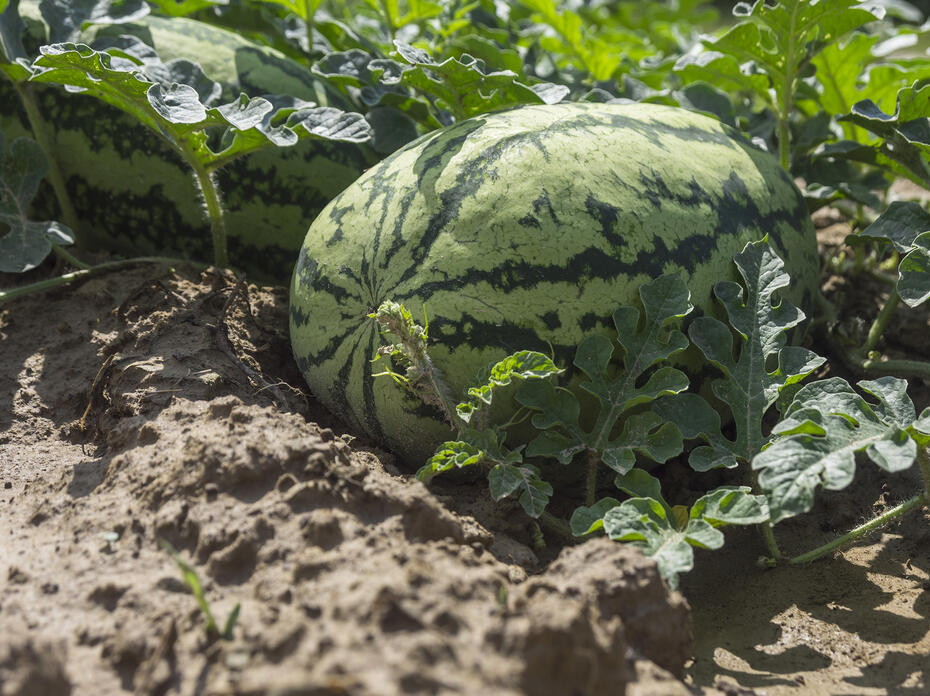 A watermelon sits in a field.