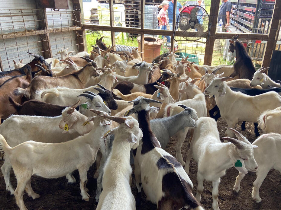 A group of goats stands in a temporary holding area in a barn.