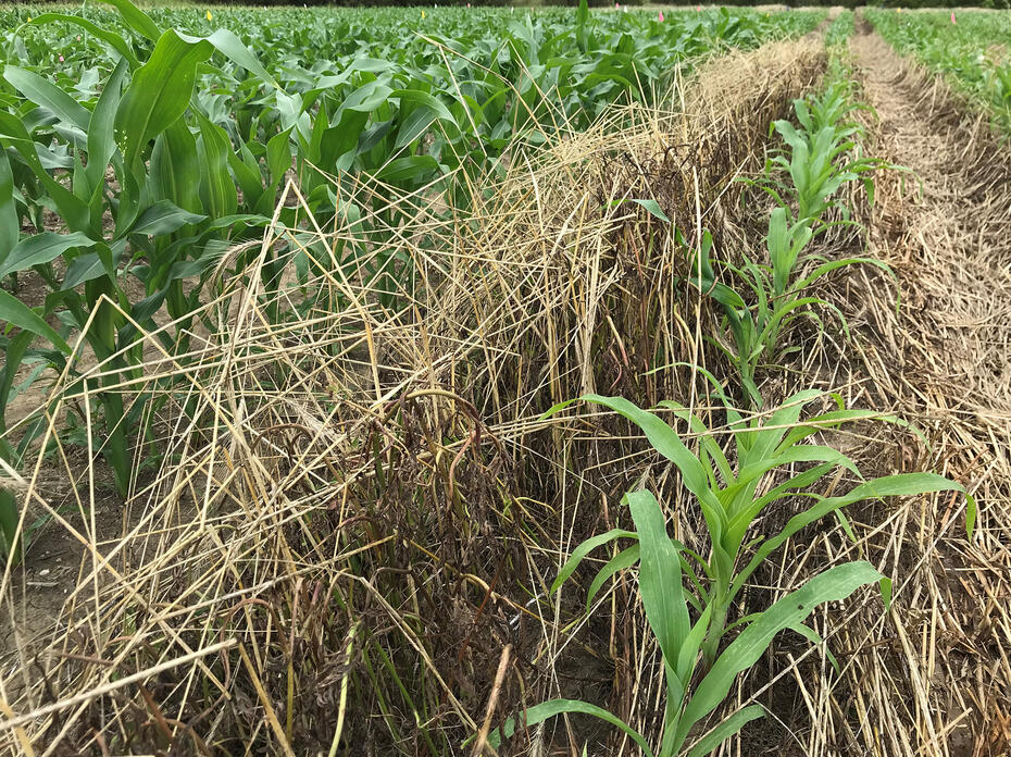 Green plants grow in rows surrounded by brown grass stems.
