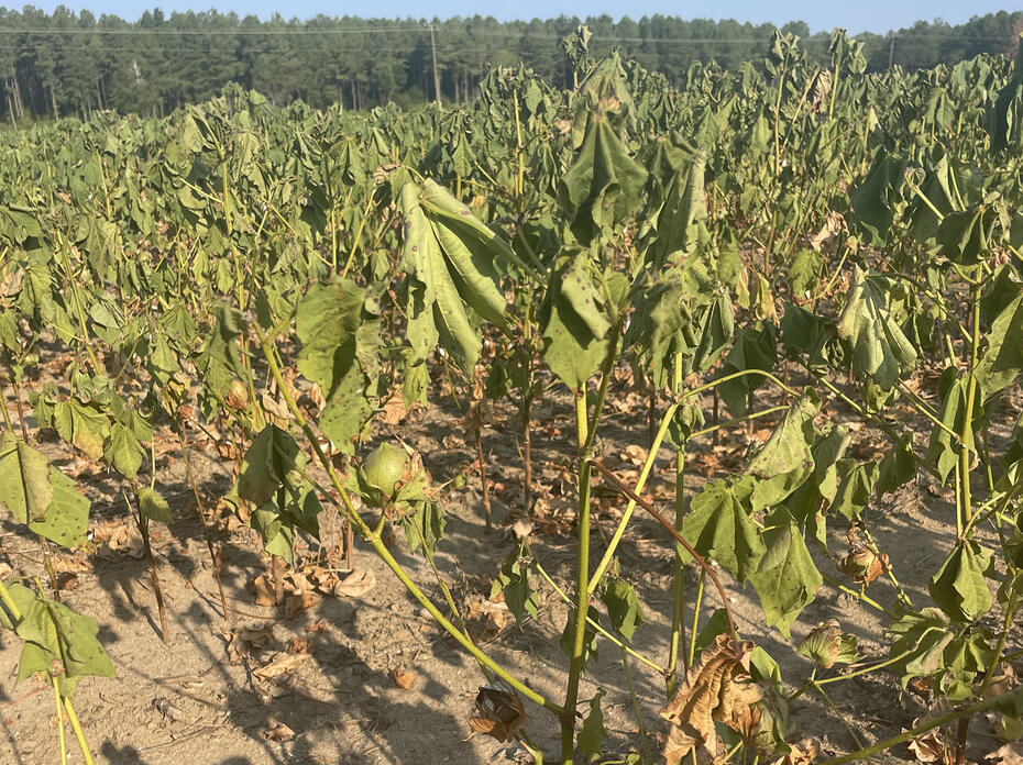 Wilting, sunbaked cotton plants in a dry field.