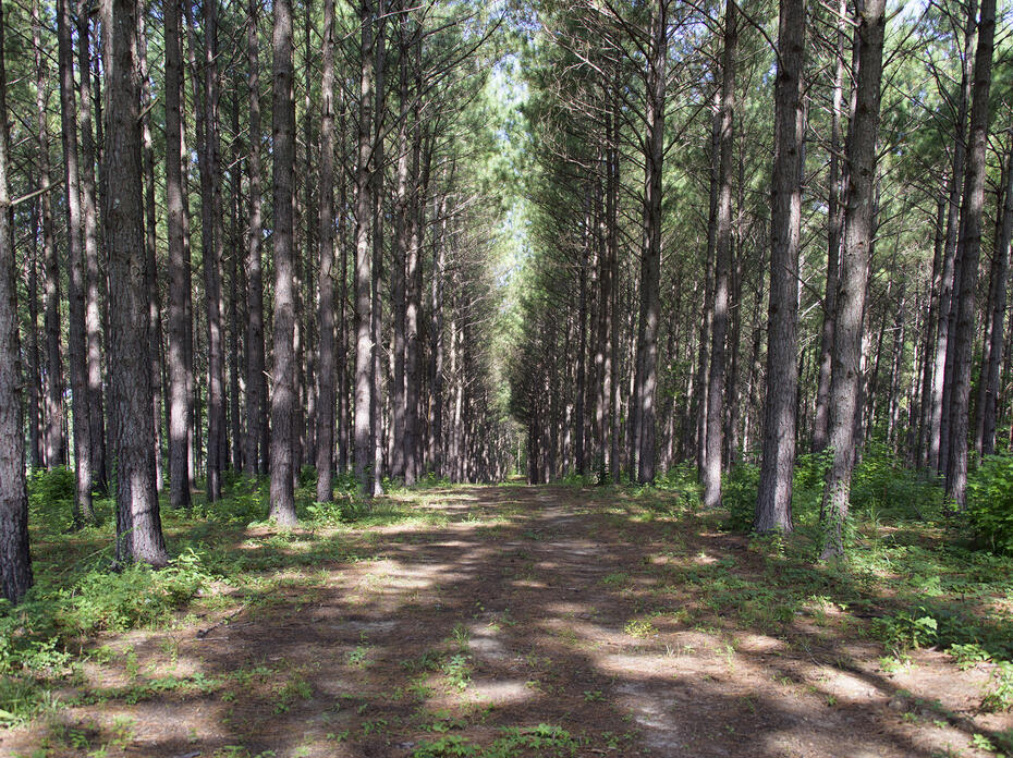A wide path goes straight through pine timberland.