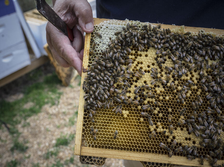 A hand holds a bee hive frame with bees on it