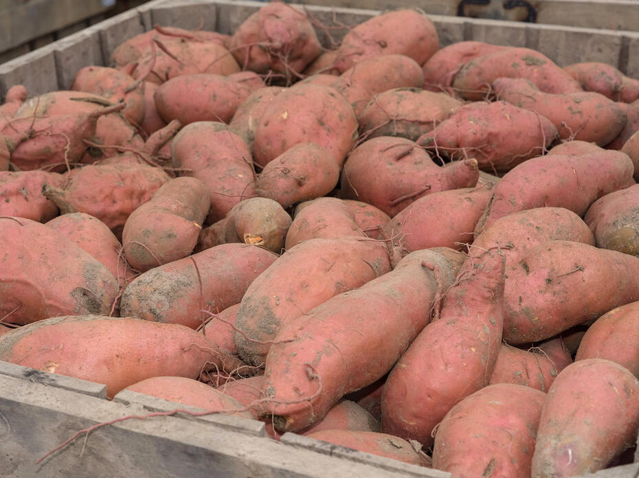 A large volume of sweet potatoes in a container.