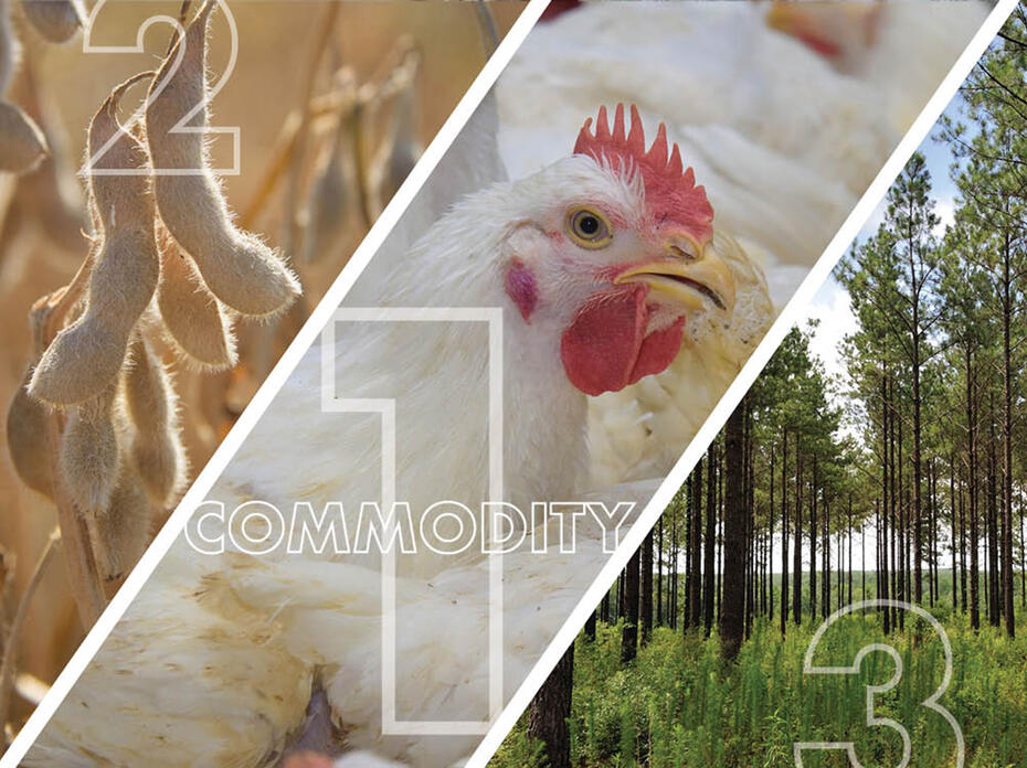 A three-panel photo illustration showing soybeans in the first panel, a chicken in the middle one and trees in the right panel.