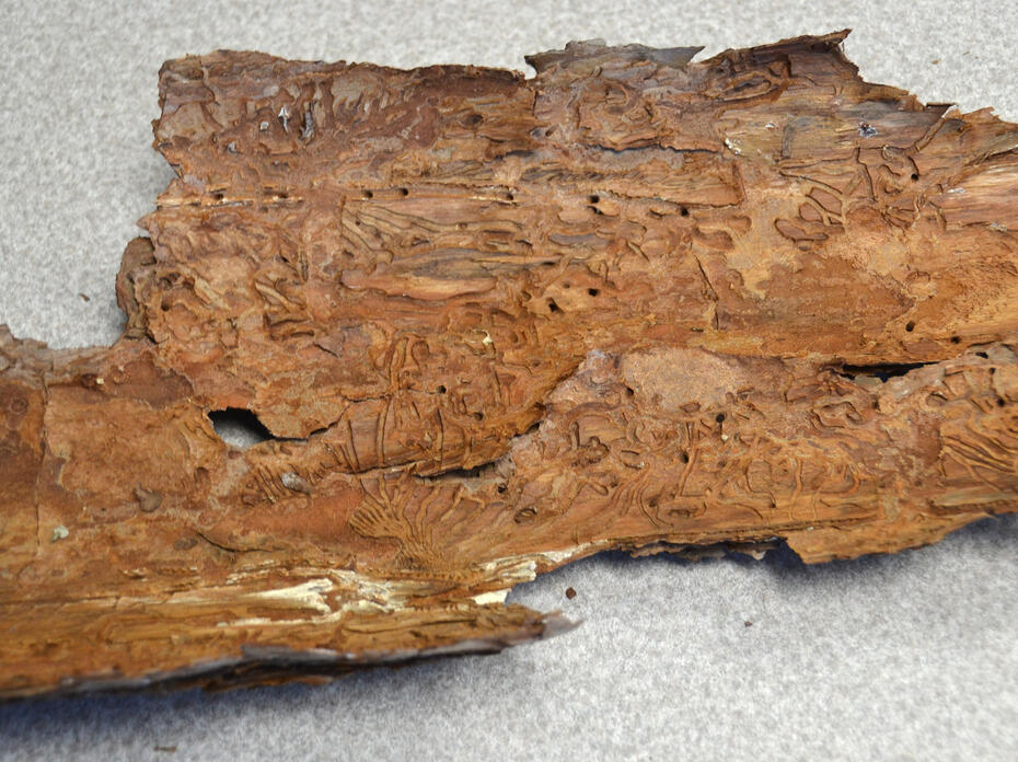 A piece of pine tree bark with Ips beetle grooves.