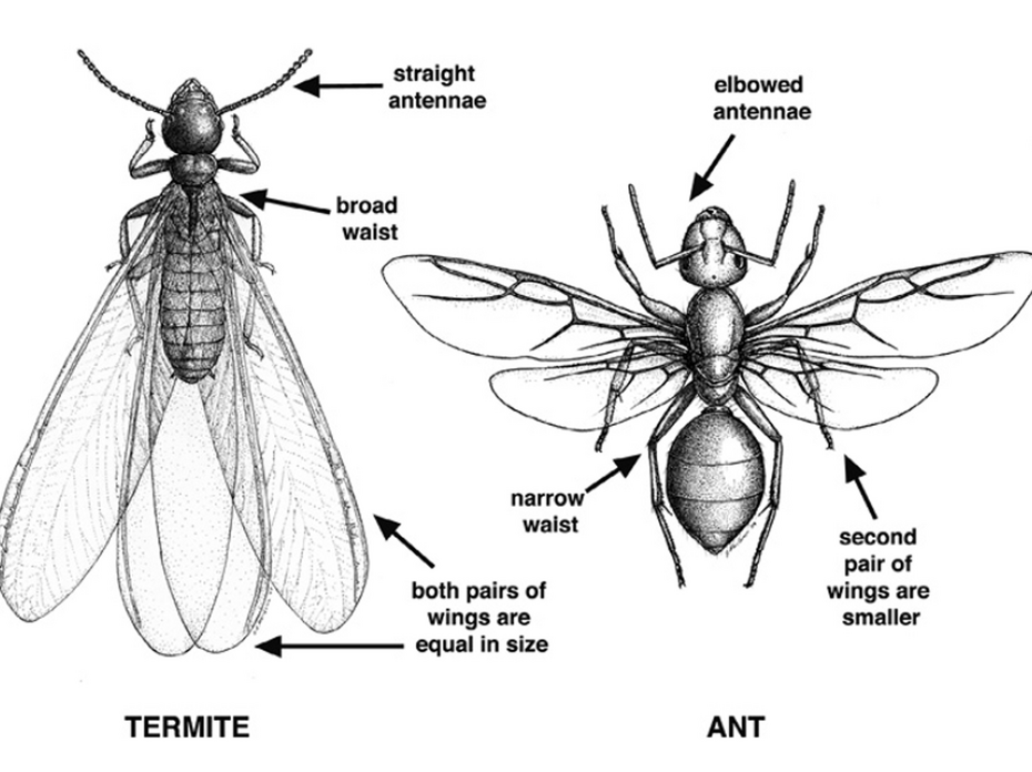 Black and white, labeled drawing of a winged termite and winged ant.