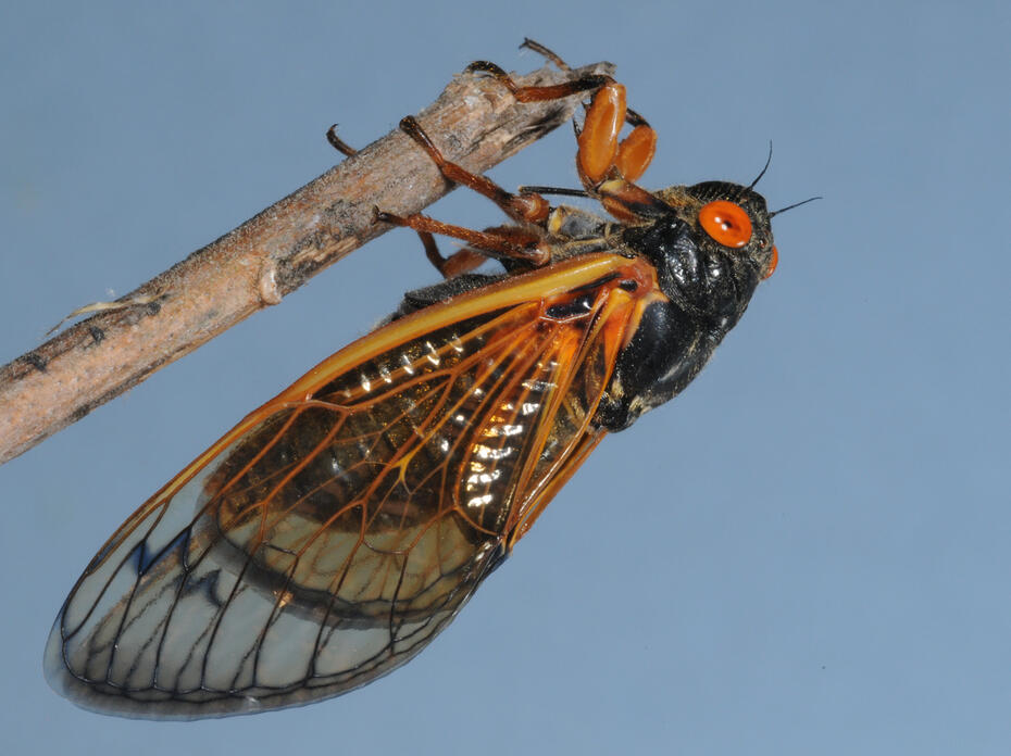 A black, winged insect has red eyes and markings.