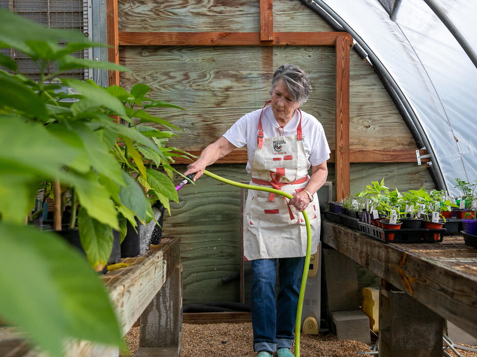 Woman in a greenhouse watering plants.