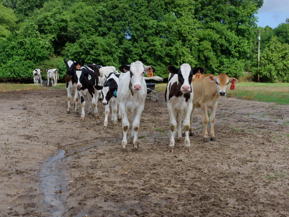 Dairy cows look directly at the photo lens.