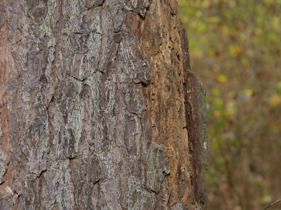 A close-up photo of a pine tree’s damaged bark
