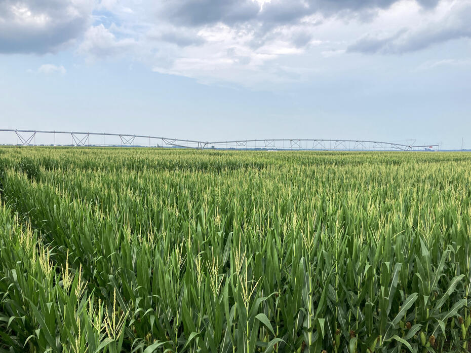 An irrigation structure rises over a corn field.