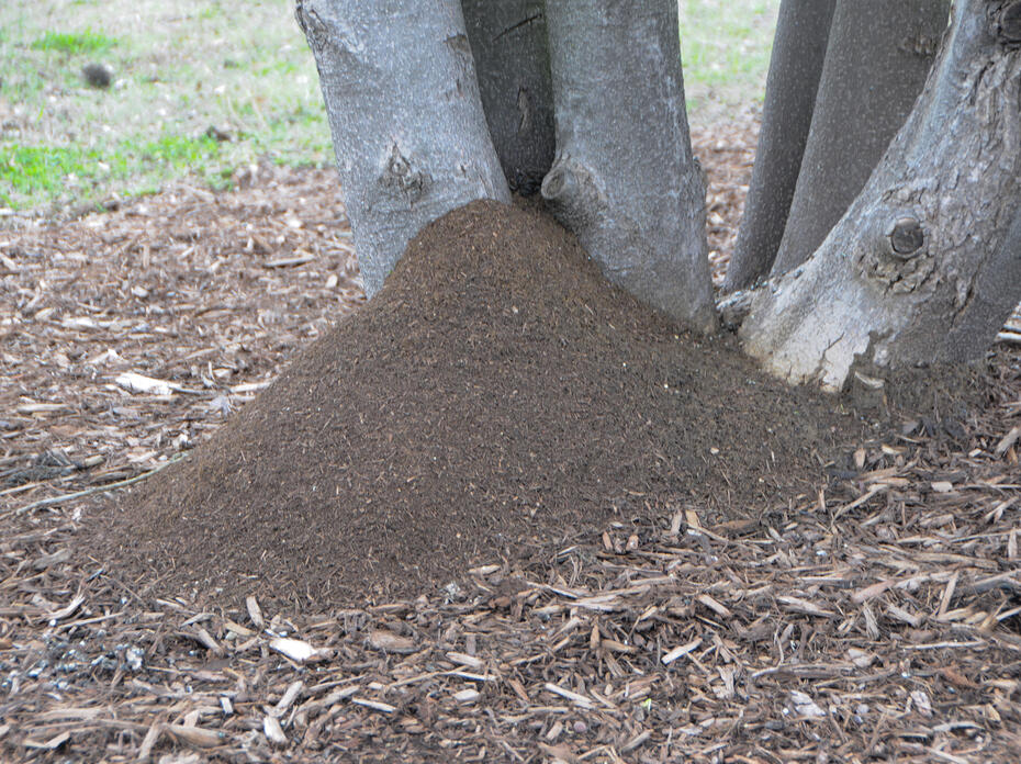 The base of trees is covered by a fire ant mound.