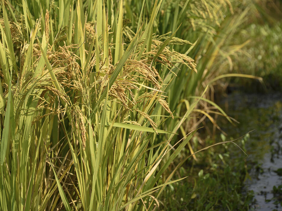 Close-up photo of rice