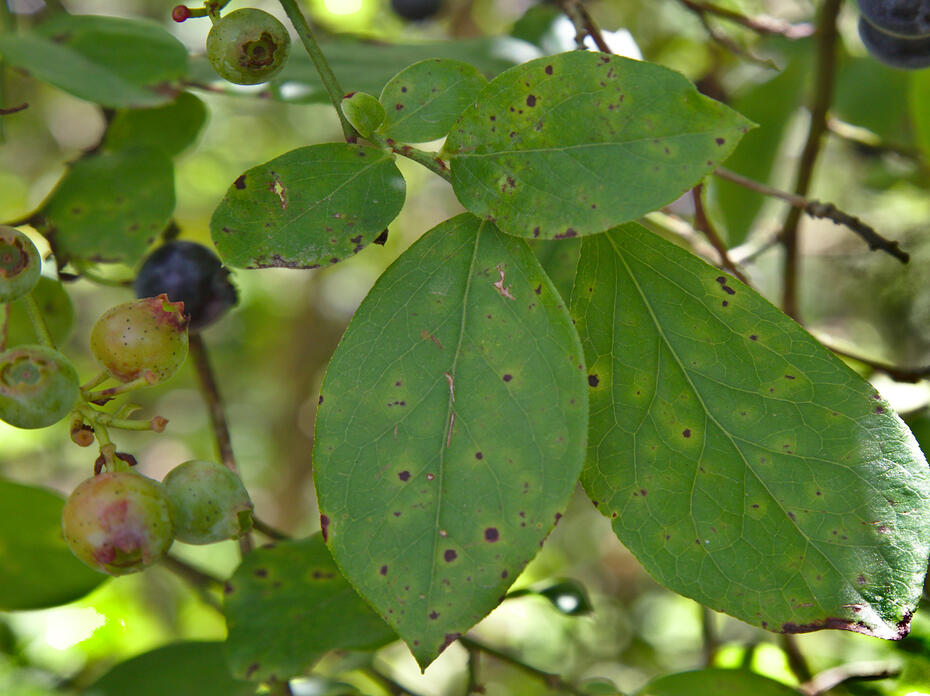 Green leaves are scattered with black spots.