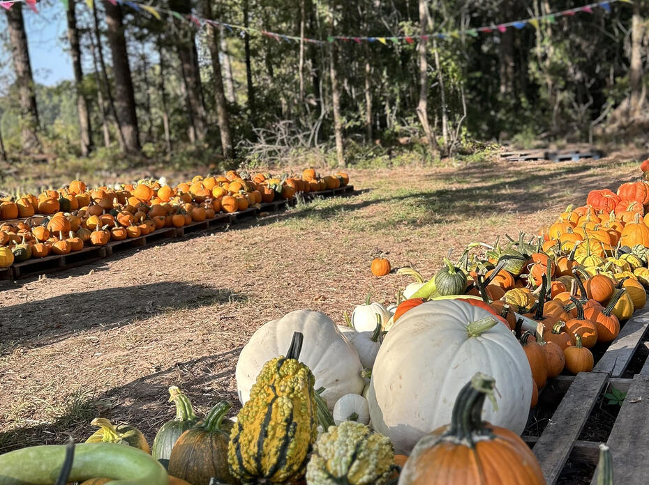 Pumpkin patch