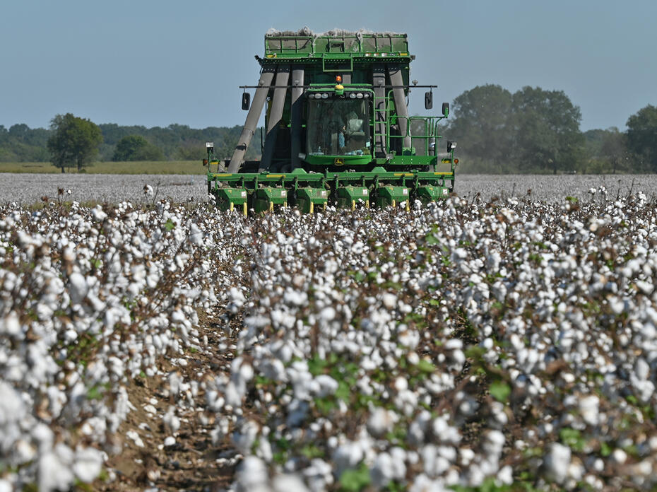 Cotton harvester