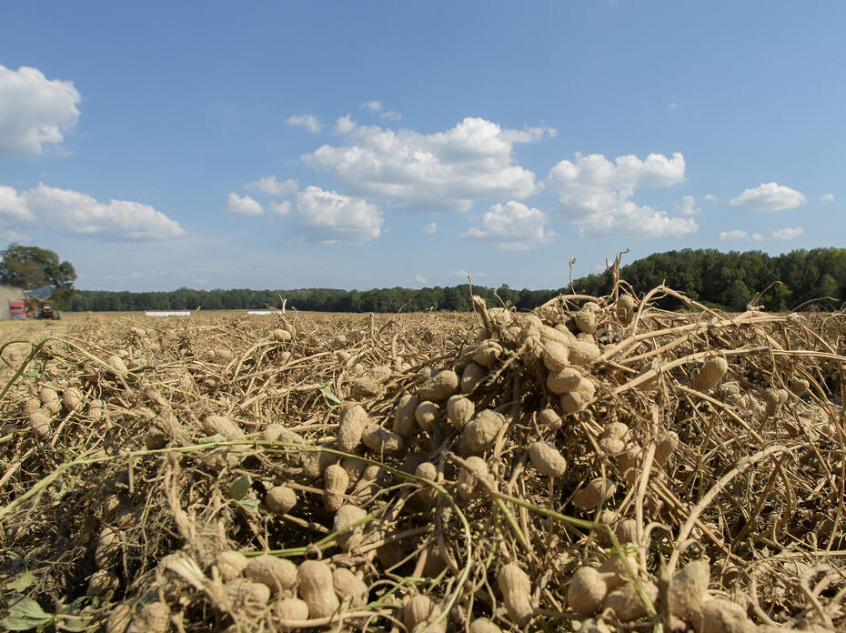 Harvested peanuts rest on the vine in the field after harvest.