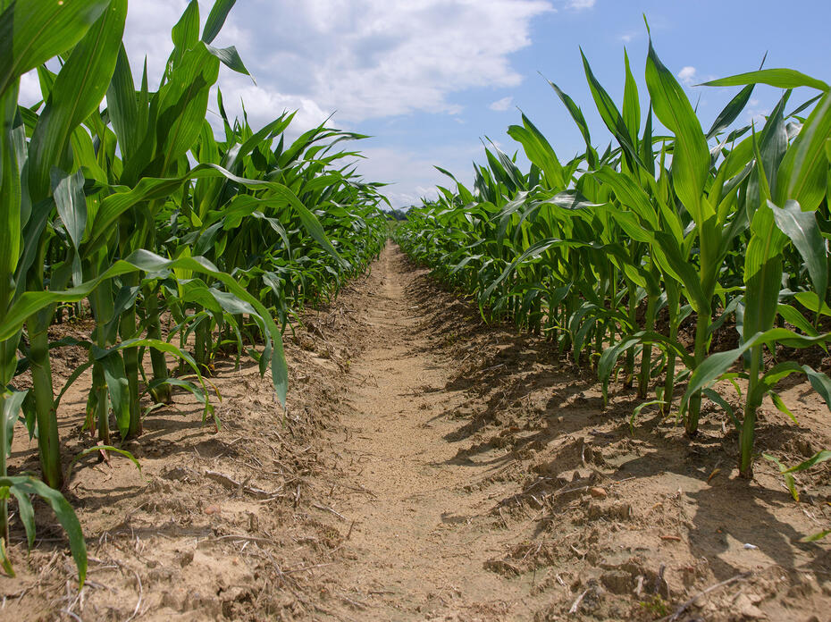 Rows of corn plants in a field.