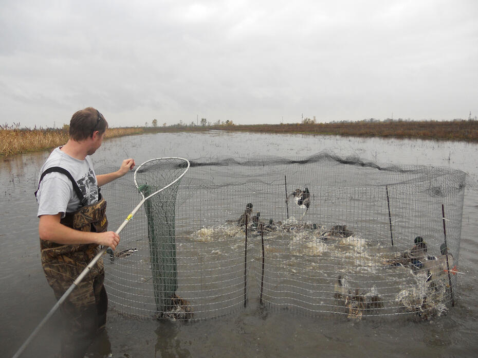 A man removes ducks from a baited swim-in trap.