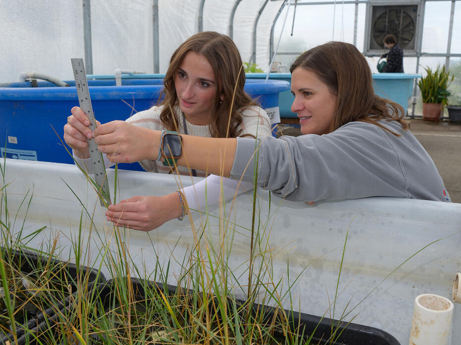 Two people use a ruler to measure plant height.