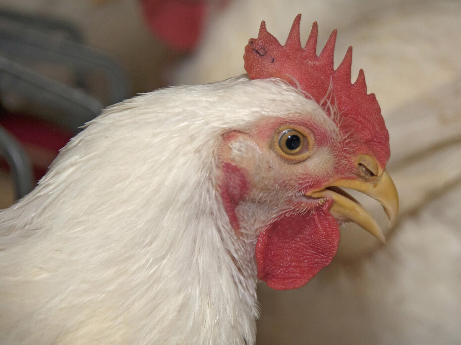 Close-up of a broiler chicken