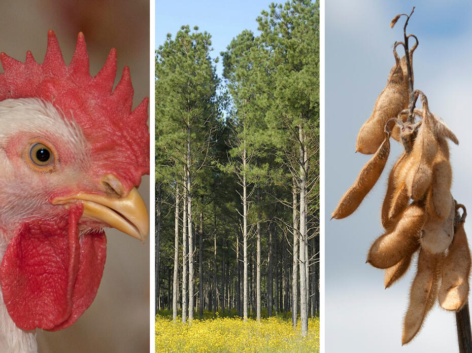 A photo illustration shows a closeup of a broiler’s head, a stand of pine trees, and a closeup of soybean pods on the stalk.