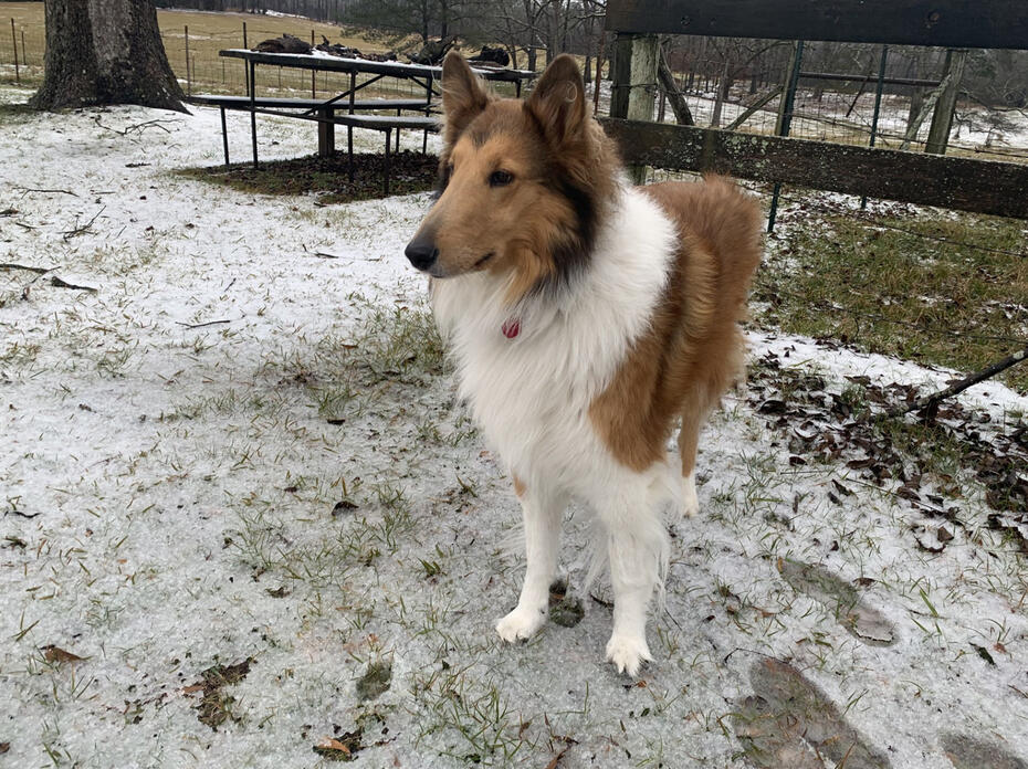 Collie dog stands in the snow.