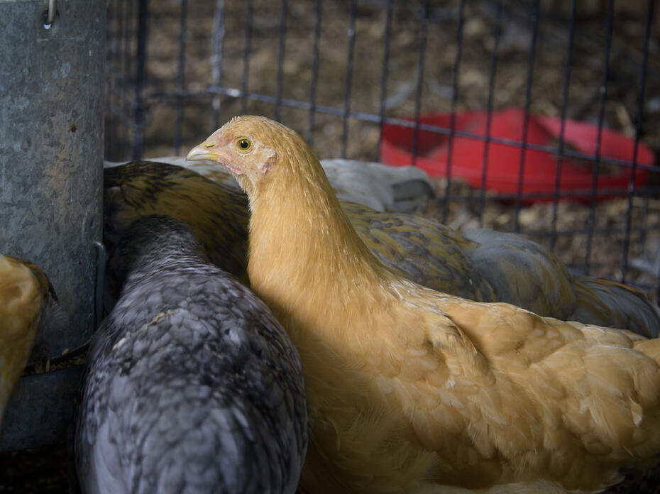 Chickens stand at a feeder in a coop.