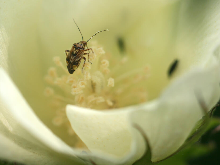 A small bug sits inside a white cotton flower.