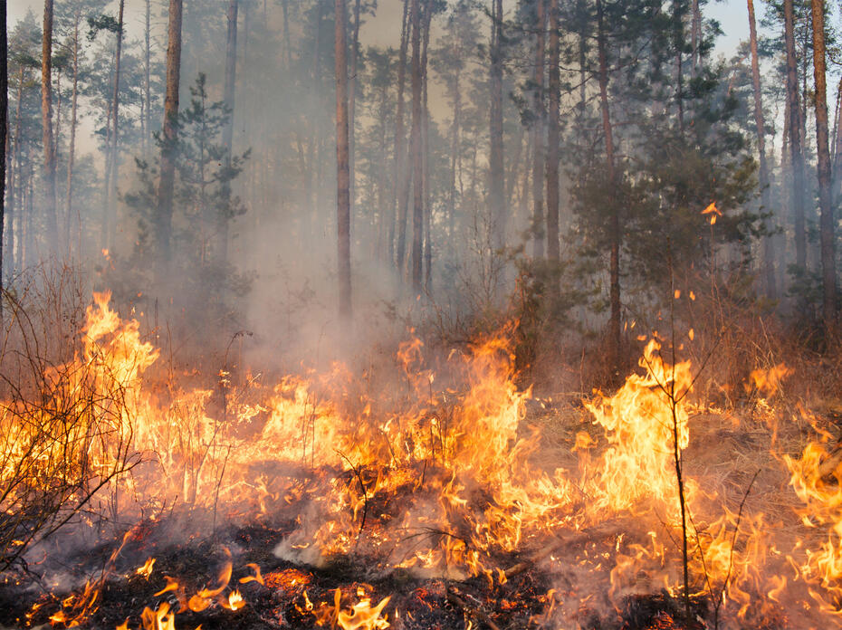 Fire engulfs a forest floor.