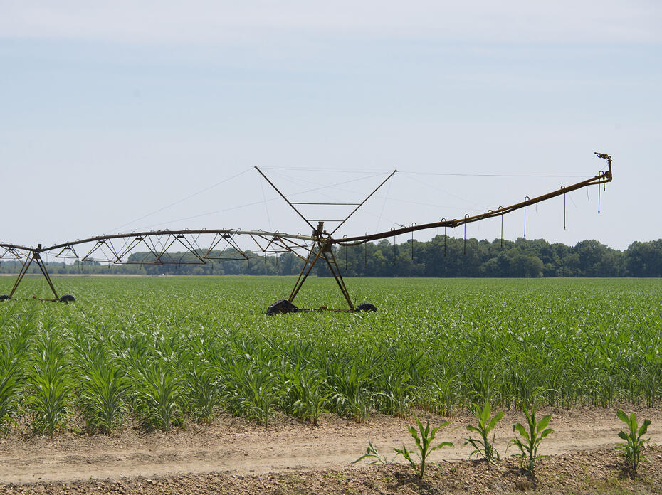 A metal spray system stands in a corn field.