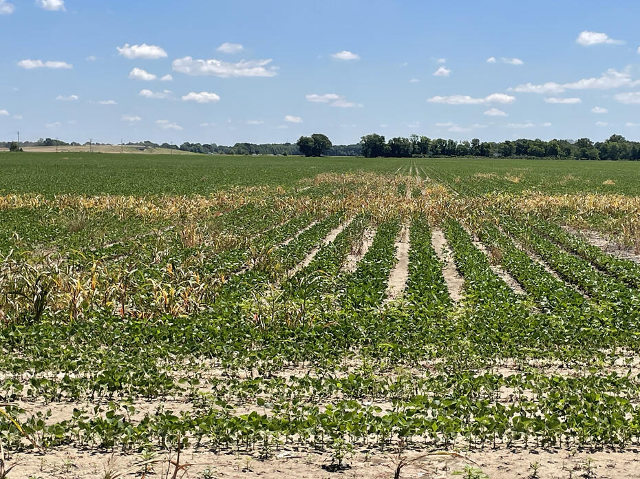 A row crop field has patches of brown weeds.