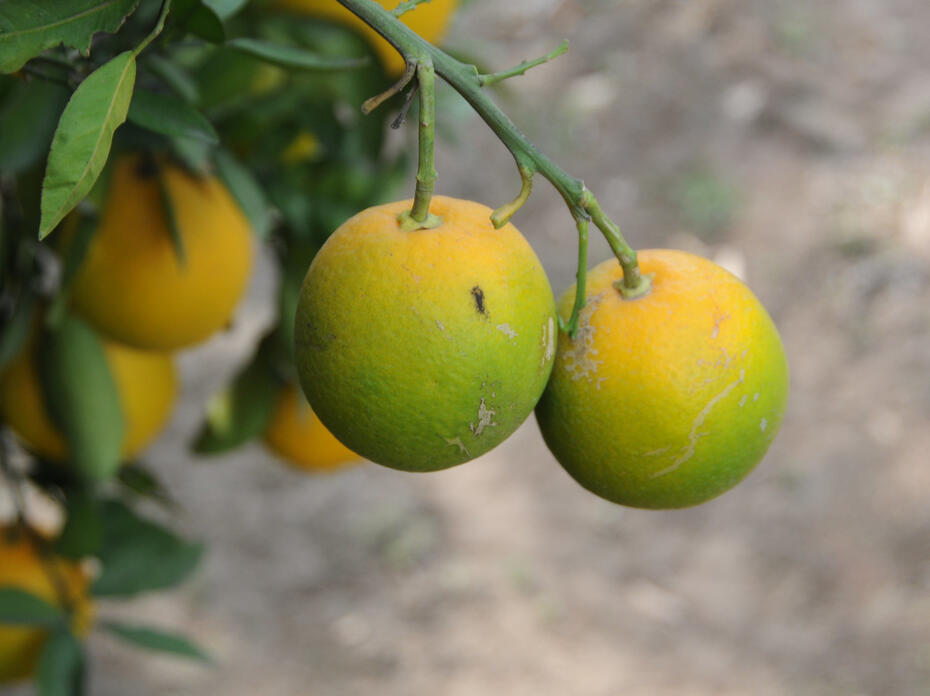 Two partially green citrus fruits hang on a tree.